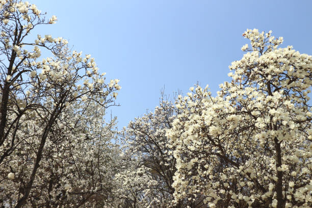 Magnolia flowers blooming in springtime