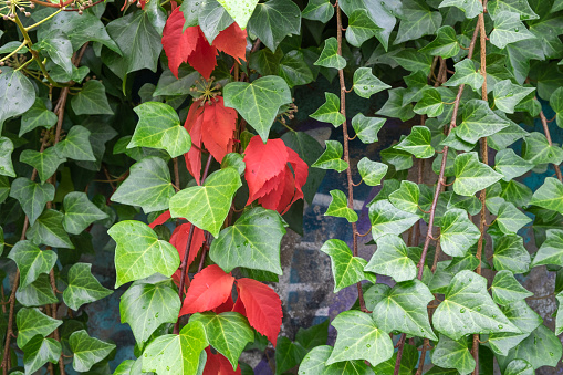 Colorful red and green leaves of a Virginia creeper (Parthenocissus quinquefolia) Vine Plant in Autumn