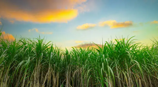 sugarcane farm,sugar cane in the sunset Sugarcane is a sweet and healthy grass of the poaceae family better known as tebu.