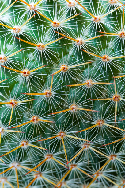 istock Macro cactus thorns,Close-up of thorns on cactus, background cactus with spines 1472139774