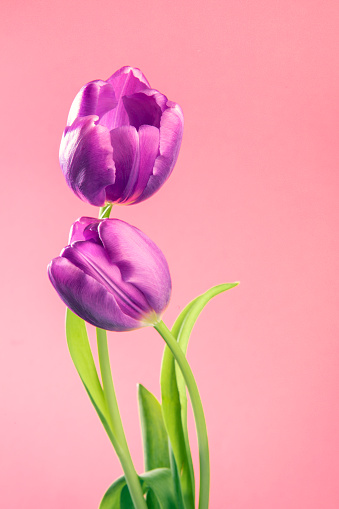 A sweet purple pair of embracing tulips on a pink background.