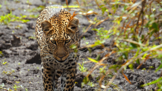 Magnificent  leopard walking in grassland at wildlife reserve