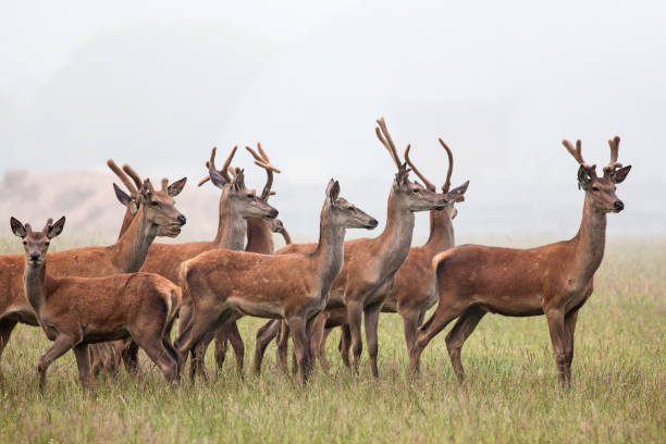 Free Stock Photo of Group of Deer Standing Together | Download Free ...