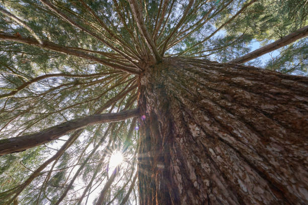 istock Redwood tree (Sequoiadendron giganteum, Bergmammutbaum). Huge monumental plant with thick trunk and many branches in spring. Sunstar. Up view. 1472142357