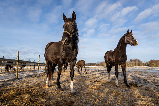 Dark brown horses on a winter morning