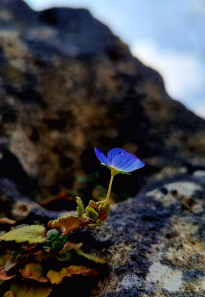 Small blue flower growing in a hole filled with earth on a big rock
