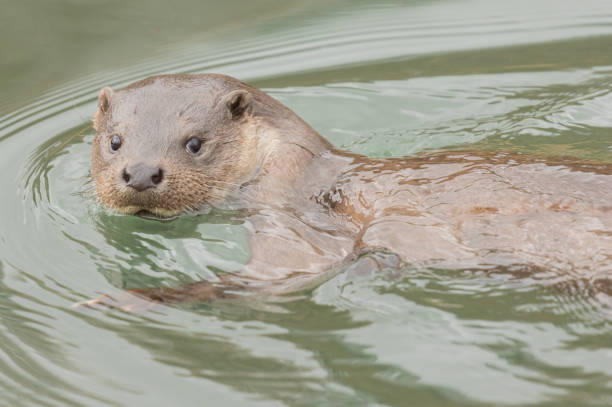 istock Young otter taken at Stroud water canal 1472143064
