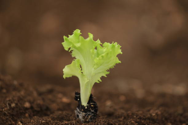 Seedlings at home. Lettuce seedlings in a container on a sunny window. Copy space