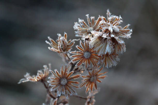 Although it's hard to imagine when looking at this photo, the slimy inula produces nectar and pollen in large quantities: a single inula plant has thousands of flowers. Bees use it to build up their winter reserves, at a time when flowers are becoming increasingly rare. Slimy inula is also medicinal. Its flowers and dried leaves are used to make herbal teas or to extract essential oil to treat rheumatism, urinary diseases, bronchitis, digestive disorders and malaria.