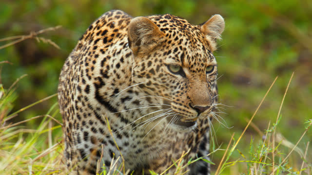 Close up of beautiful spotted Leopard slowly approaching towards prey in grassland at wildlife reserve