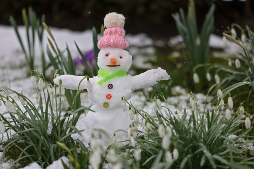 snowman with pink cap between snowdrops