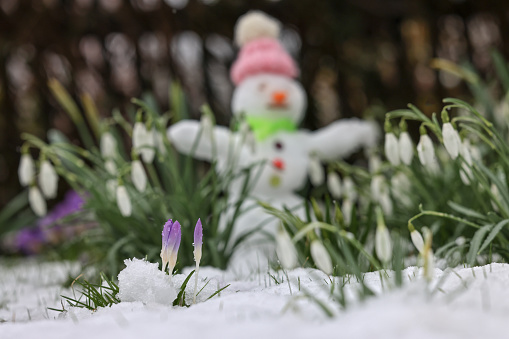 snowman with pink cap between snowdrops