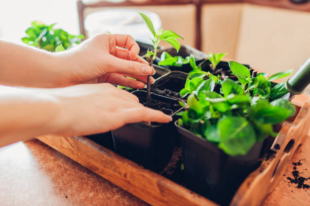 istock Gardener planting bigleaf hydrangeas cutting in container with soil. Growing new plants at home. Spring 1472147856