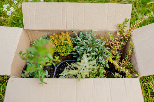 Box with different potted plants ready for planting in spring garden. Evergreens juniper, cypress, arborvitae, lonicera pileata, perovskia