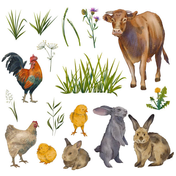 A set of farm animals and meadow grasses isolated on a white background. Watercolor digital illustration. Image of grass, cow, chicken, rooster, rabbit. Suitable for products, design, postcards