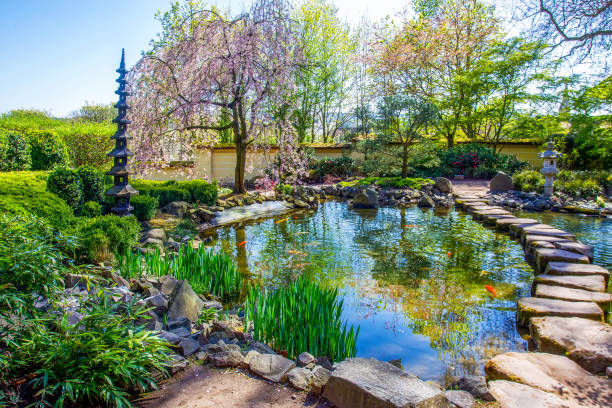 idyllische landschaft im japanischen garten in kaiserslautern am 21. april mit teich und kirschblüte (kirschbaum), koi-karpfen (orange und rot). sprungbrett - kaiserslautern stock-fotos und bilder