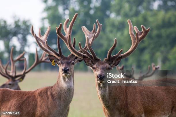 Deer Herd Stock Photo - Download Image Now - Group Of Animals, Elk, Stag