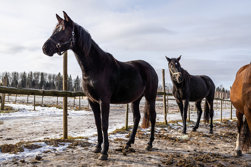 Dark brown horses on a winter morning