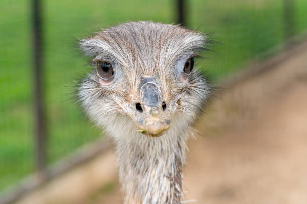 istock Funny head of a young gray ostrich. 1472150456