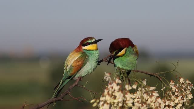 beautiful birds rest on flowering branch slow motion