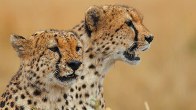 SLOW MOTION Close up of two cheetahs