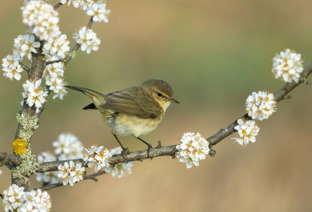 Pouillot véloce Phylloscopus collybita commune - Photo