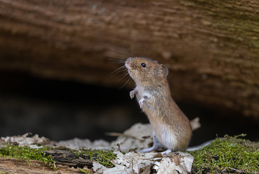 Cute bank vole (Myodes glareolus) standing on leaves.