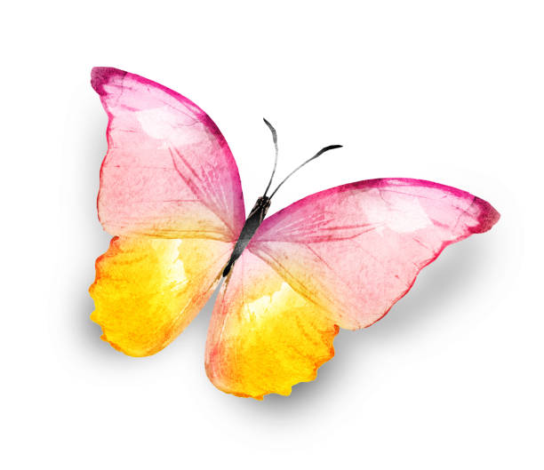 istock Color watercolor butterfly , isolated on the white background 1472154237