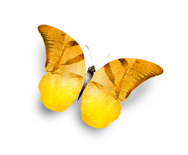 istock Color watercolor butterfly , isolated on the white background 1472154258