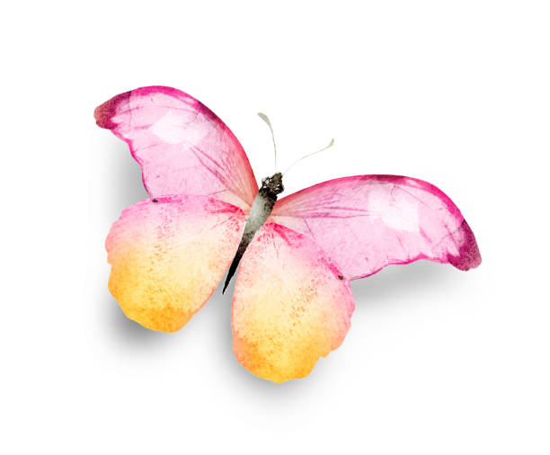 istock Color watercolor butterfly , isolated on the white background 1472154262