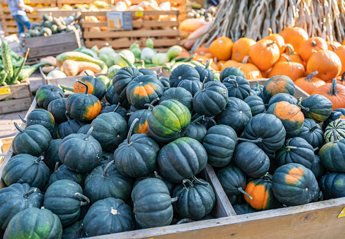 Small round dark green pumpkins in a wooden basket at a farm for sale during harvest season in October with other sorts pumpkin in the background