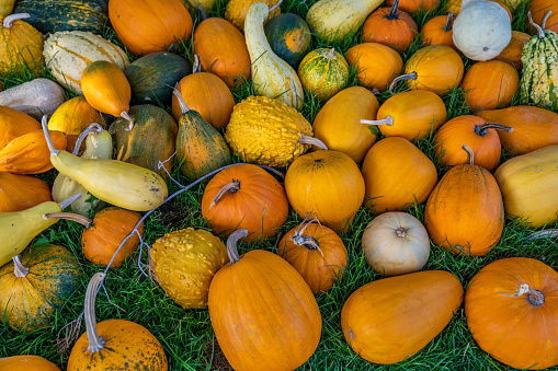 Variation of different orange, yellow and green colored, round and egg shaped ornamental gourds pumpkin lying on a meadow, no people