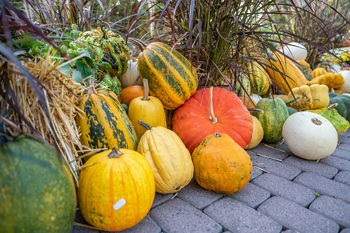 Many varieties of gourds in a display