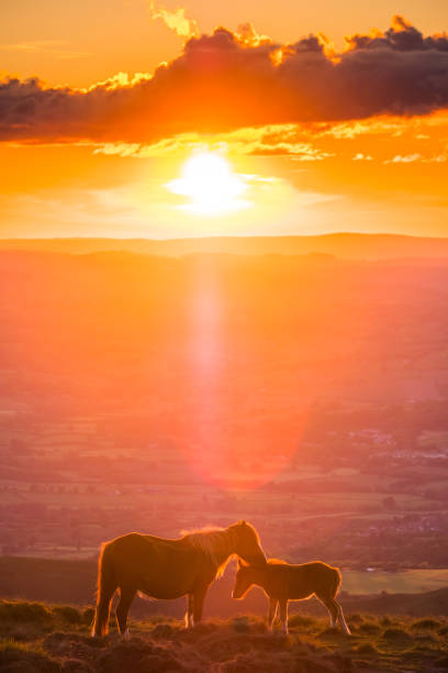 istock Wild horses mare and foal nuzzling on mountain ridge sunset 1472156200