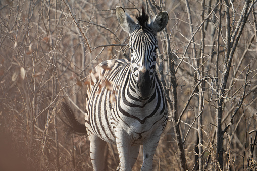 Zebra at Kruger National Park