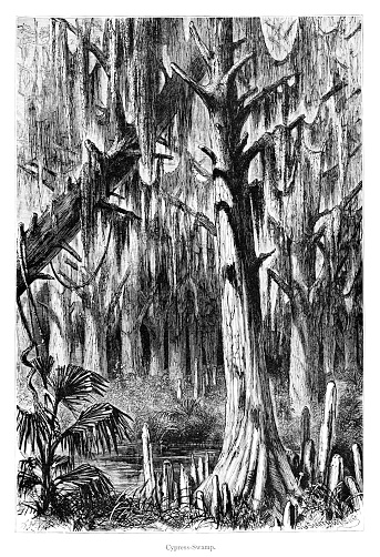 Cypress trees in the bayou at the mouth of the Mississippi River, Louisiana, USA. Pen and pencil illustration engravings, published 1872. This edition edited by William Cullen Bryant is in my private collection. Copyright is in public domain.
