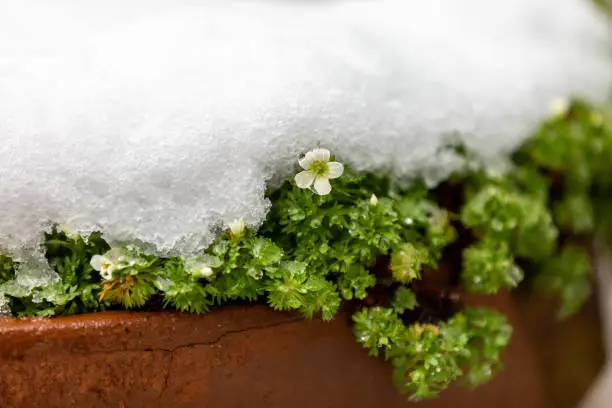 A saxifrage flower in a plant pot in March, with a coating of snow on it