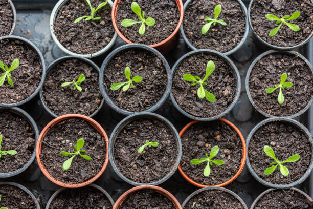 istock Looking down at seedlings emerging in plant pots 1472157609