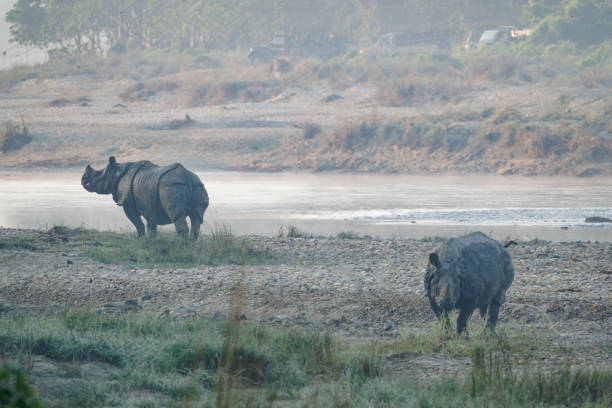 rhinos square off for territorial rights in Nepal