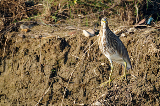 Bittern thrive in the jungles of southern Nepal