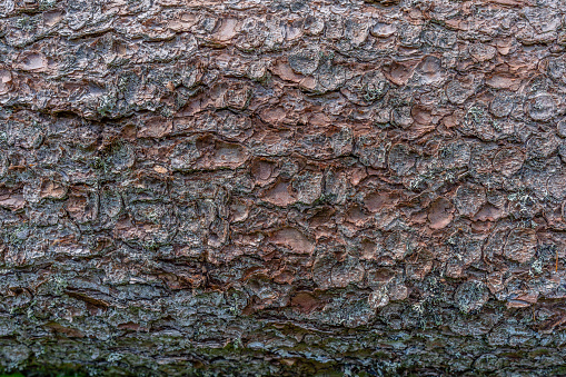 Wood Background.Seamless bark tree texture. Background texture of tree bark. Skin the bark of a tree that traces cracking.