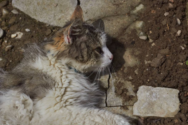 istock Cat is lying on the street. 1472158478