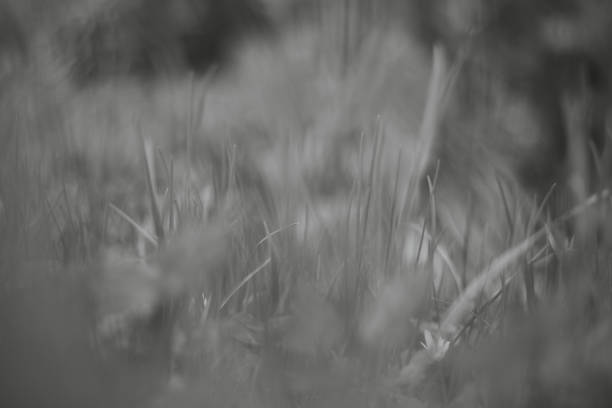 istock Texture of white and gray grass. 1472158707