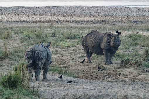 rhinos square off for territorial rights in Nepal