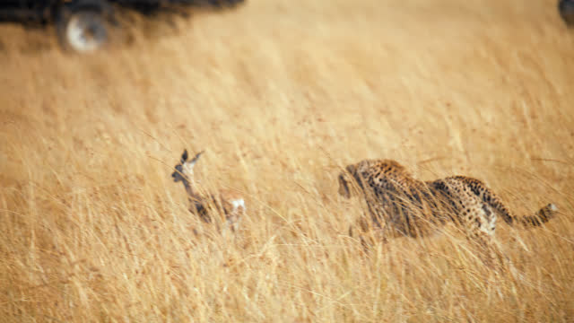 SLO MO Cheetahs hunting a impala cub on grassland. Hunting mode.