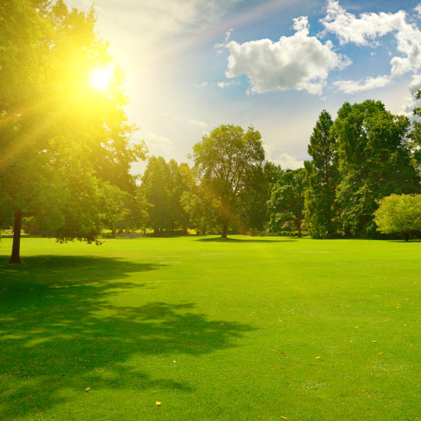 istock Sunrise beam in beautiful park 1472159641