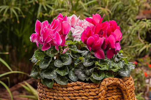 Different shades of pink Cyclamen flowers in a basket