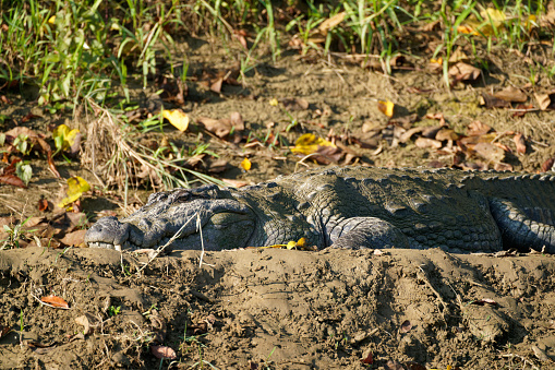 a crocodile sunbathes on the edge of a river in southern Nepal