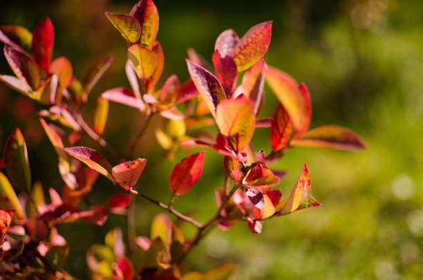 istock Abstraction growing green leaves on a light background outdoors 1472159856