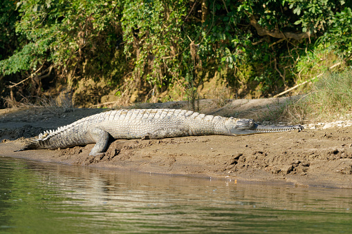 a crocodile sunbathes on the edge of a river in southern Nepal
